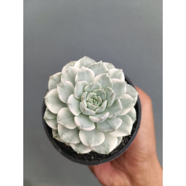 2278. Echeveria Tingker Bell