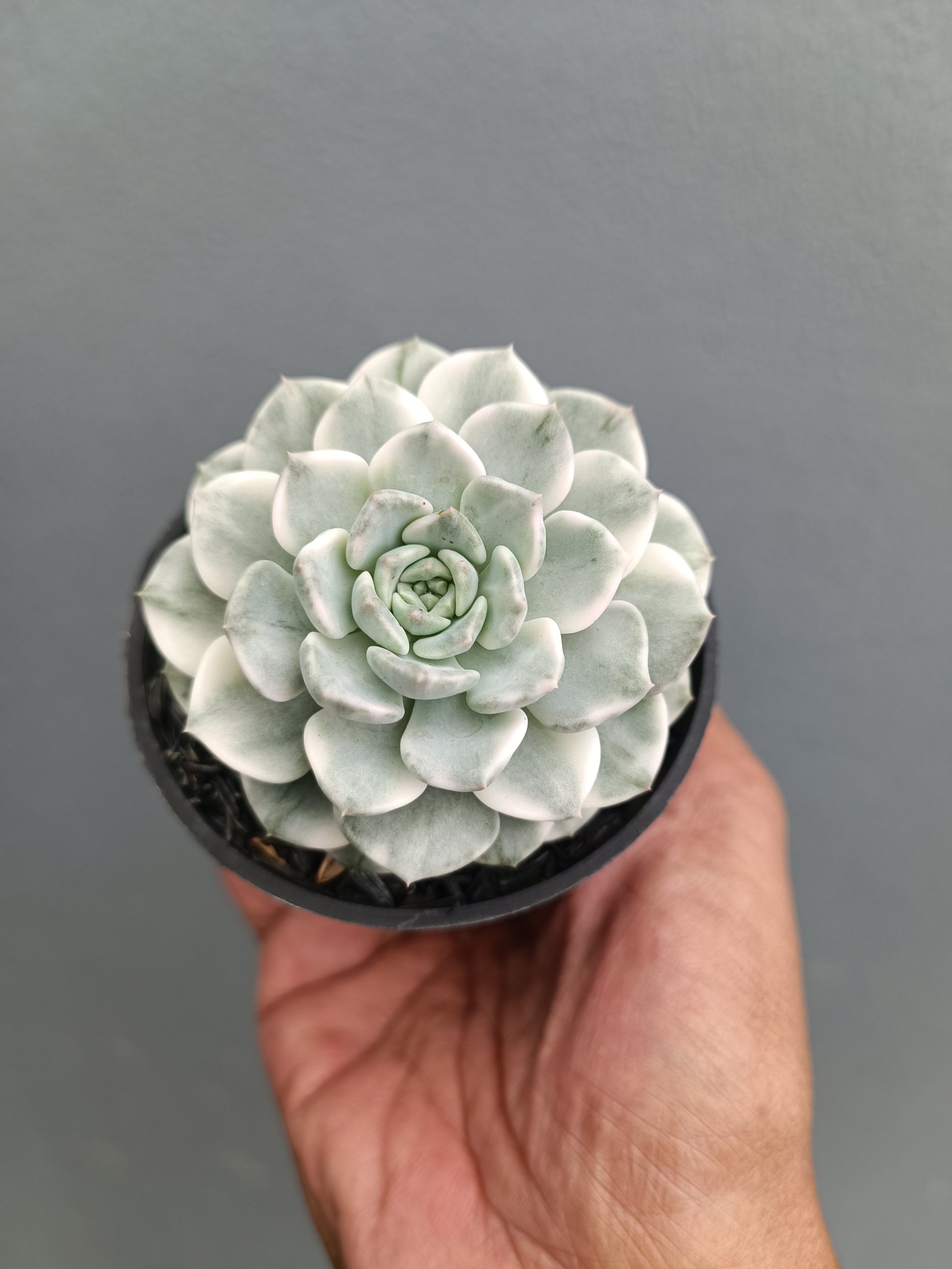 2278. Echeveria Tingker Bell - Image 3