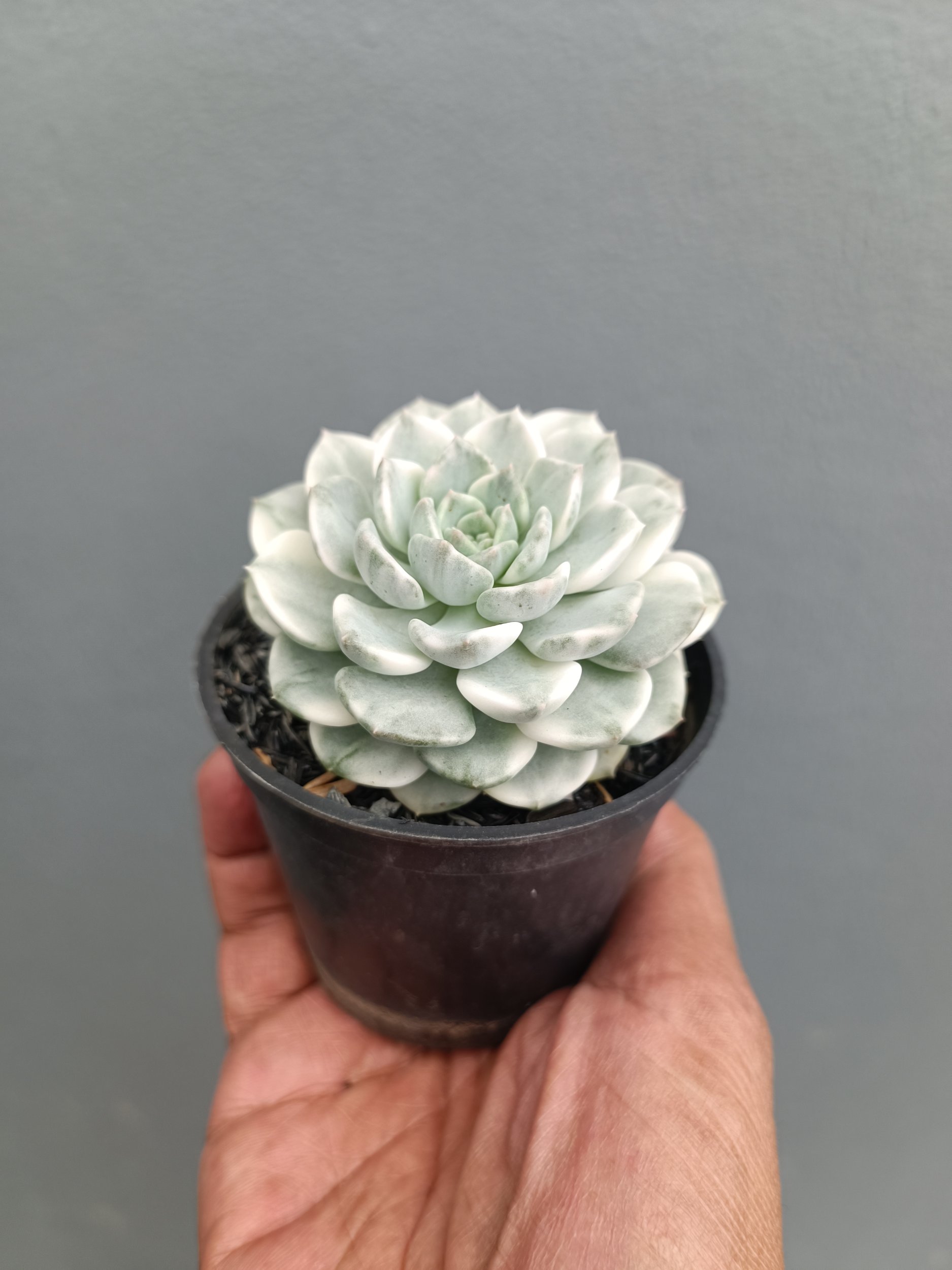 2278. Echeveria Tingker Bell - Image 4
