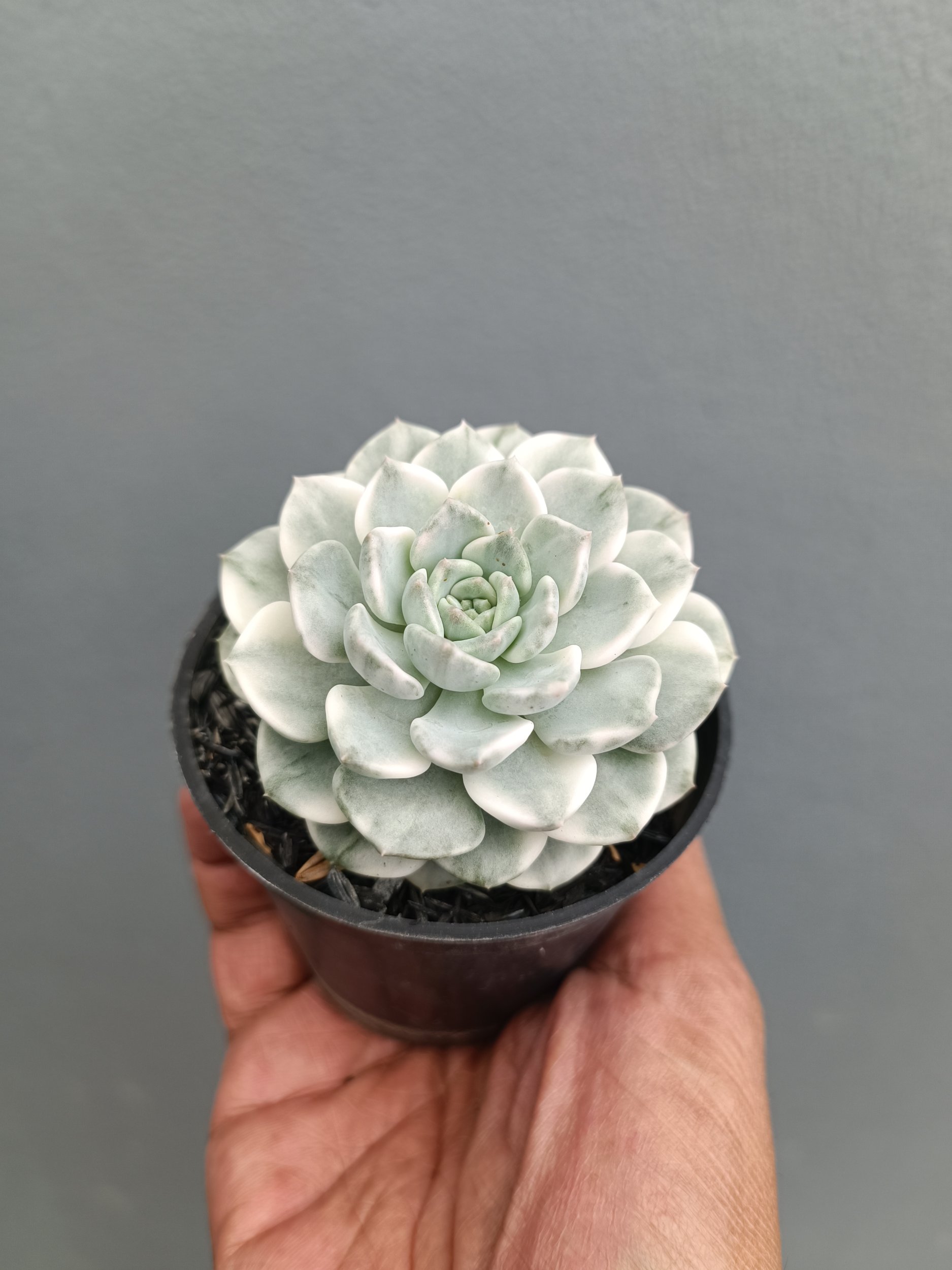 2278. Echeveria Tingker Bell - Image 5
