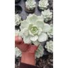 1548. Echeveria Titubans Silky