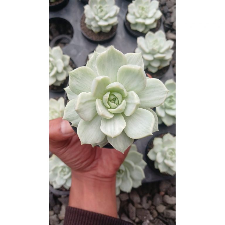 1548. Echeveria Titubans Silky