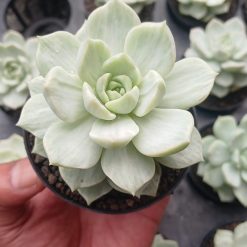 Alternative view of 1548. Echeveria Titubans Silky