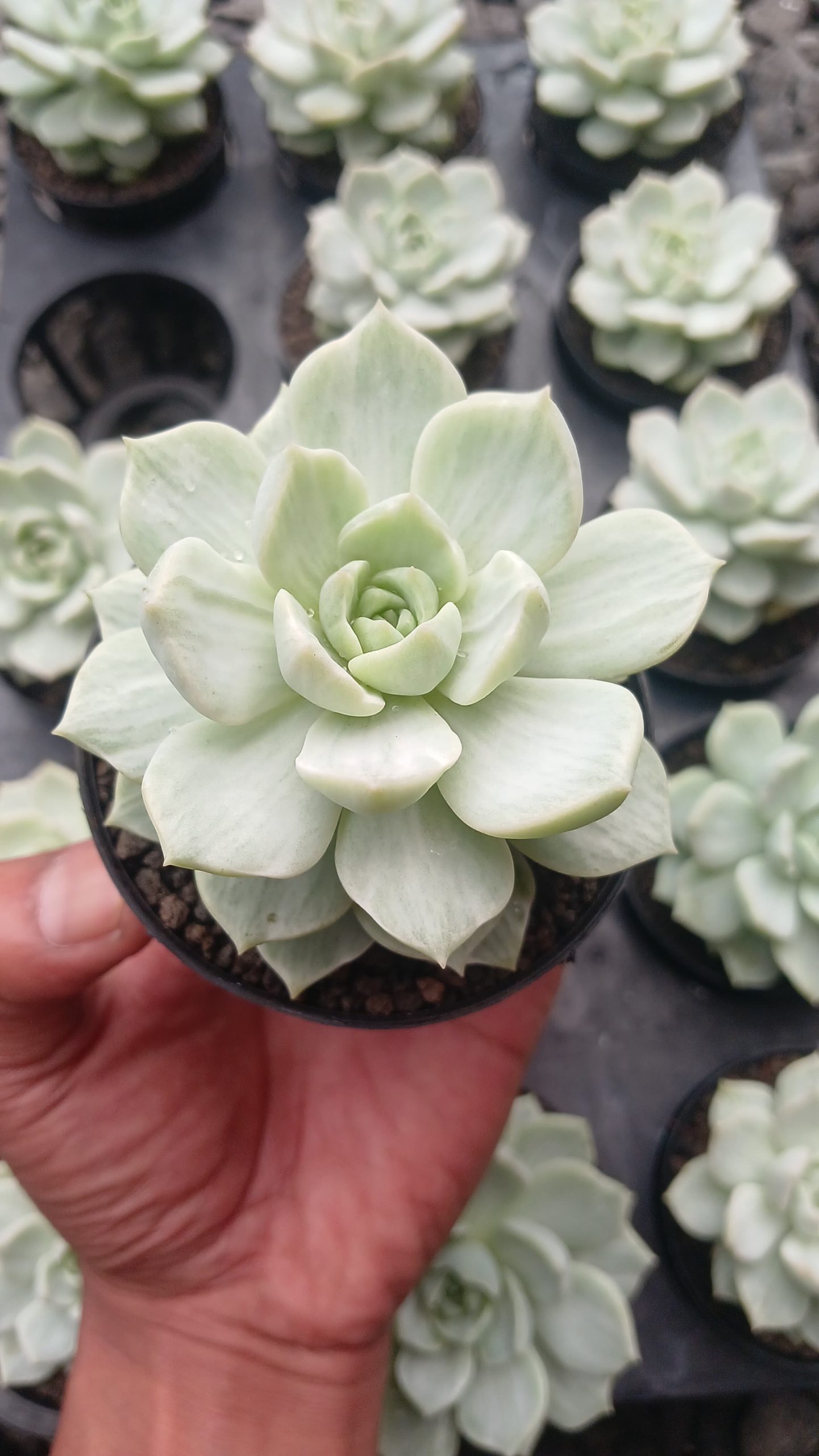 1548. Echeveria Titubans Silky - Image 2