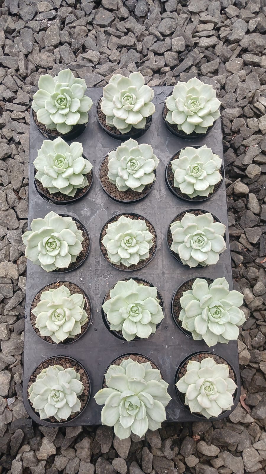 1548. Echeveria Titubans Silky - Image 3