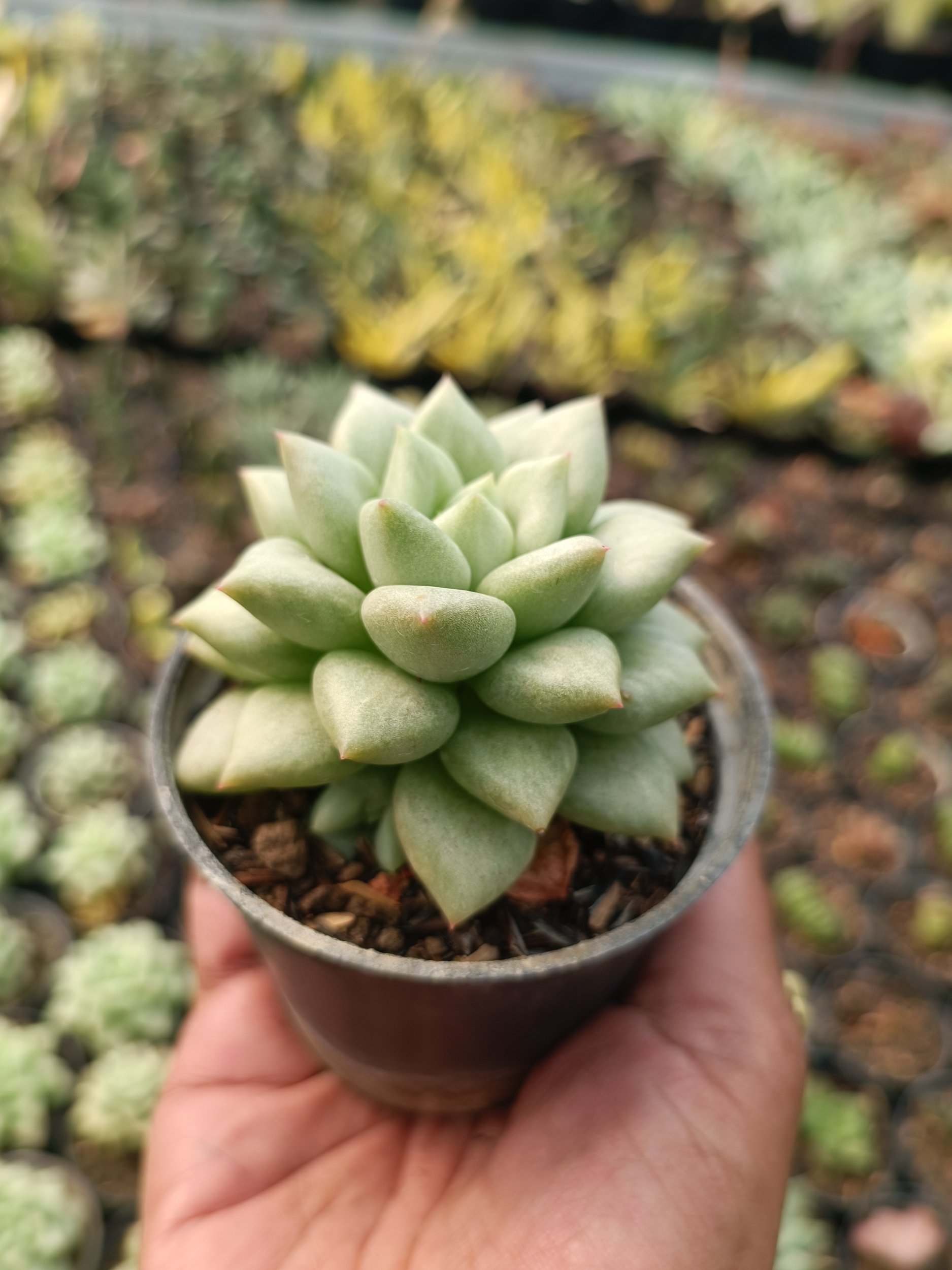 2120. Echeveria Van Keppel - Image 2
