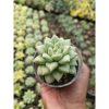 2120. Echeveria Van Keppel