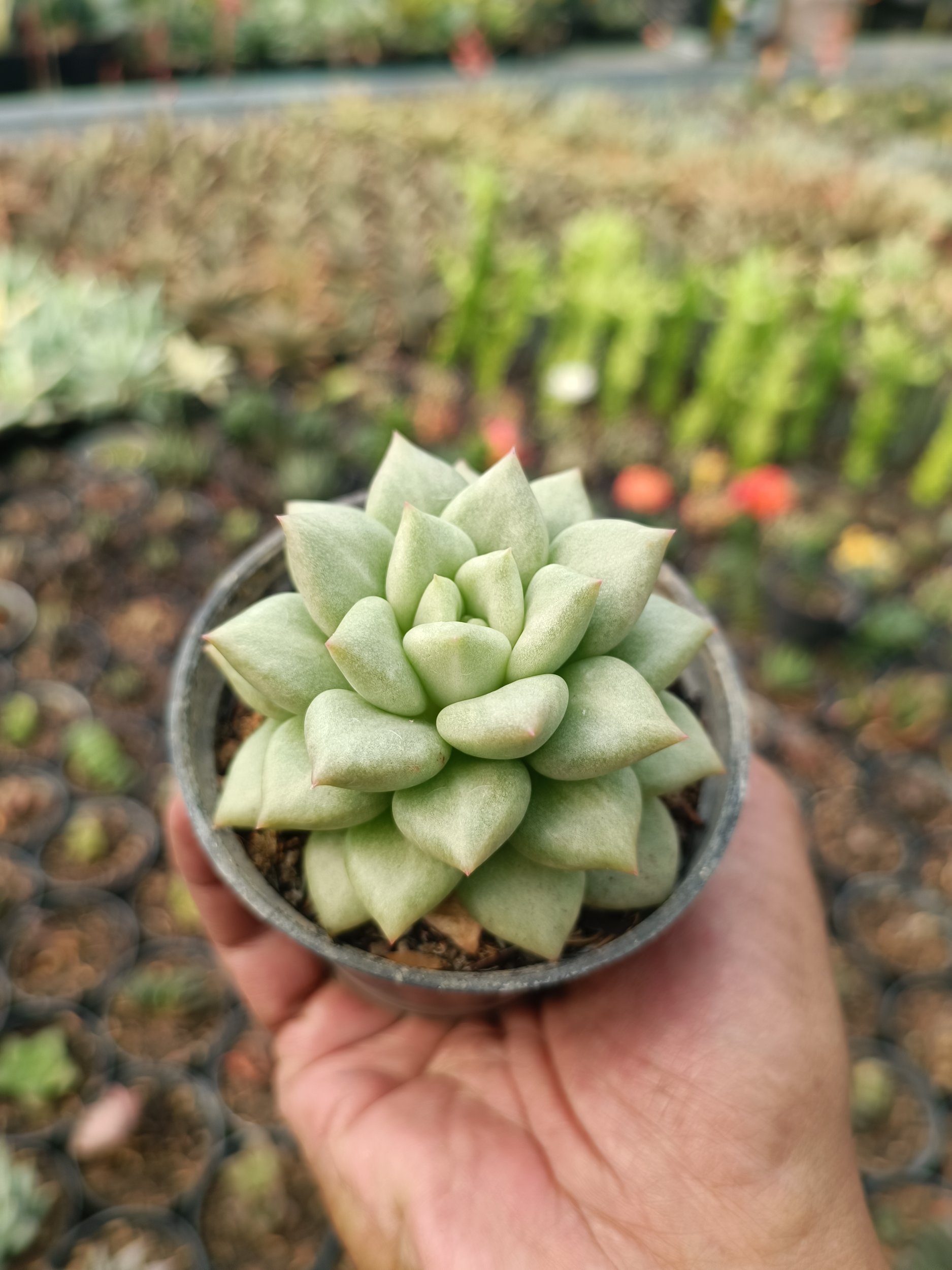 2120. Echeveria Van Keppel - Image 3