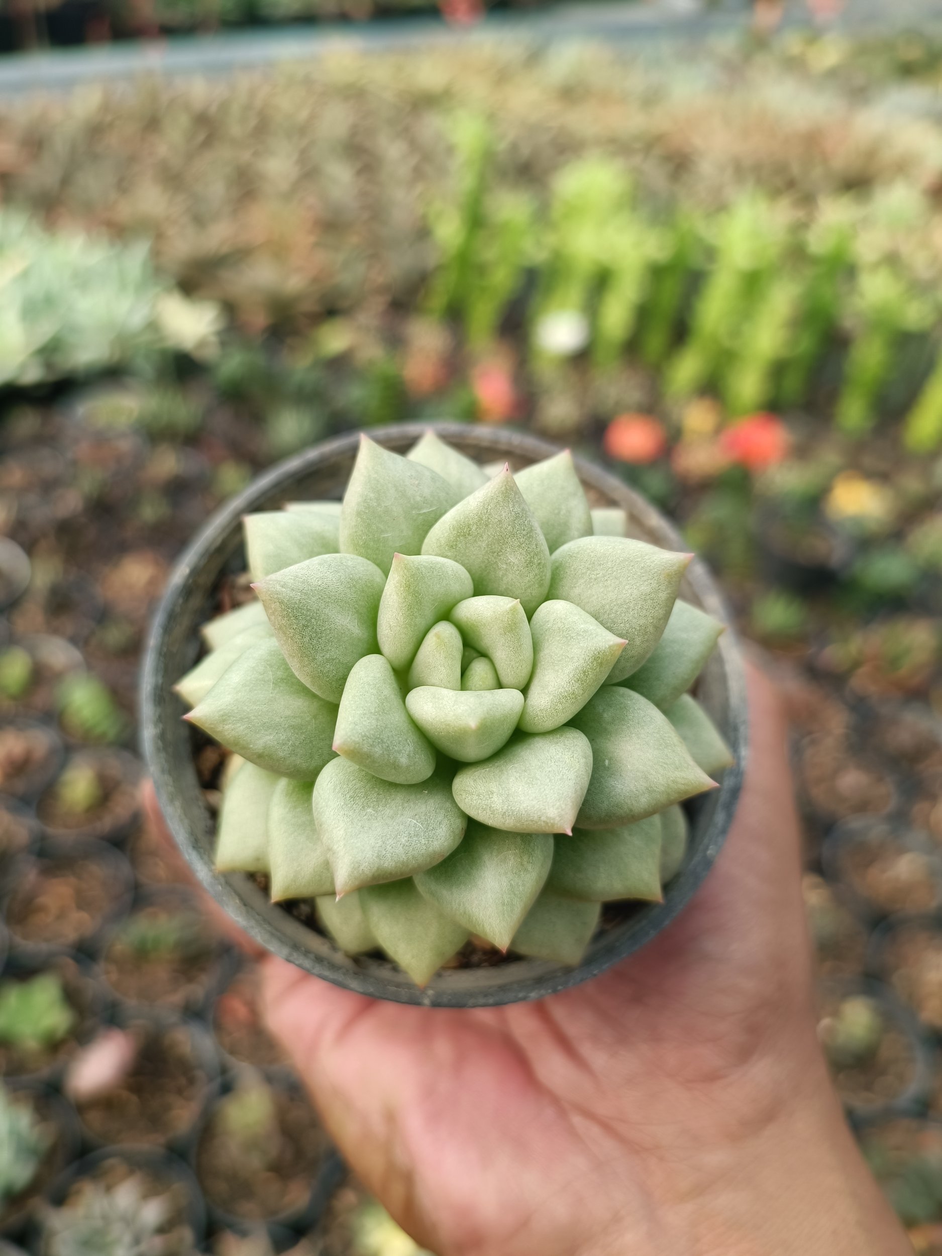 2120. Echeveria Van Keppel - Image 4