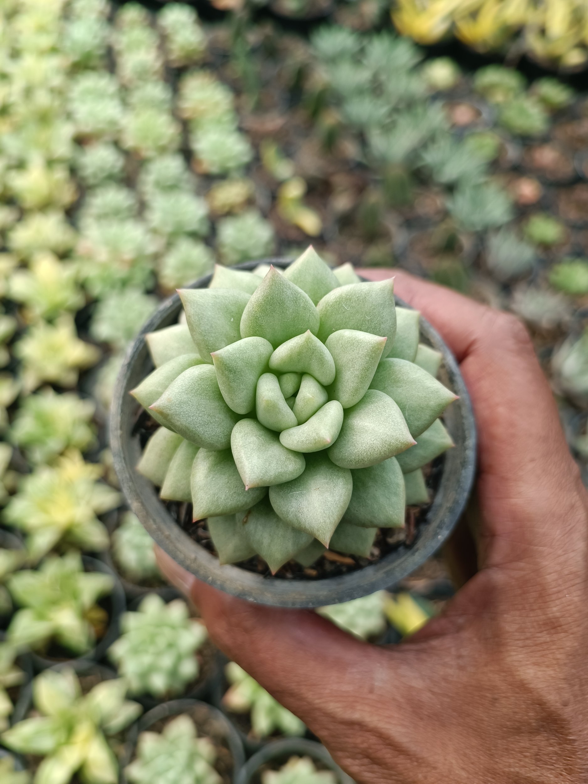 2120. Echeveria Van Keppel - Image 5