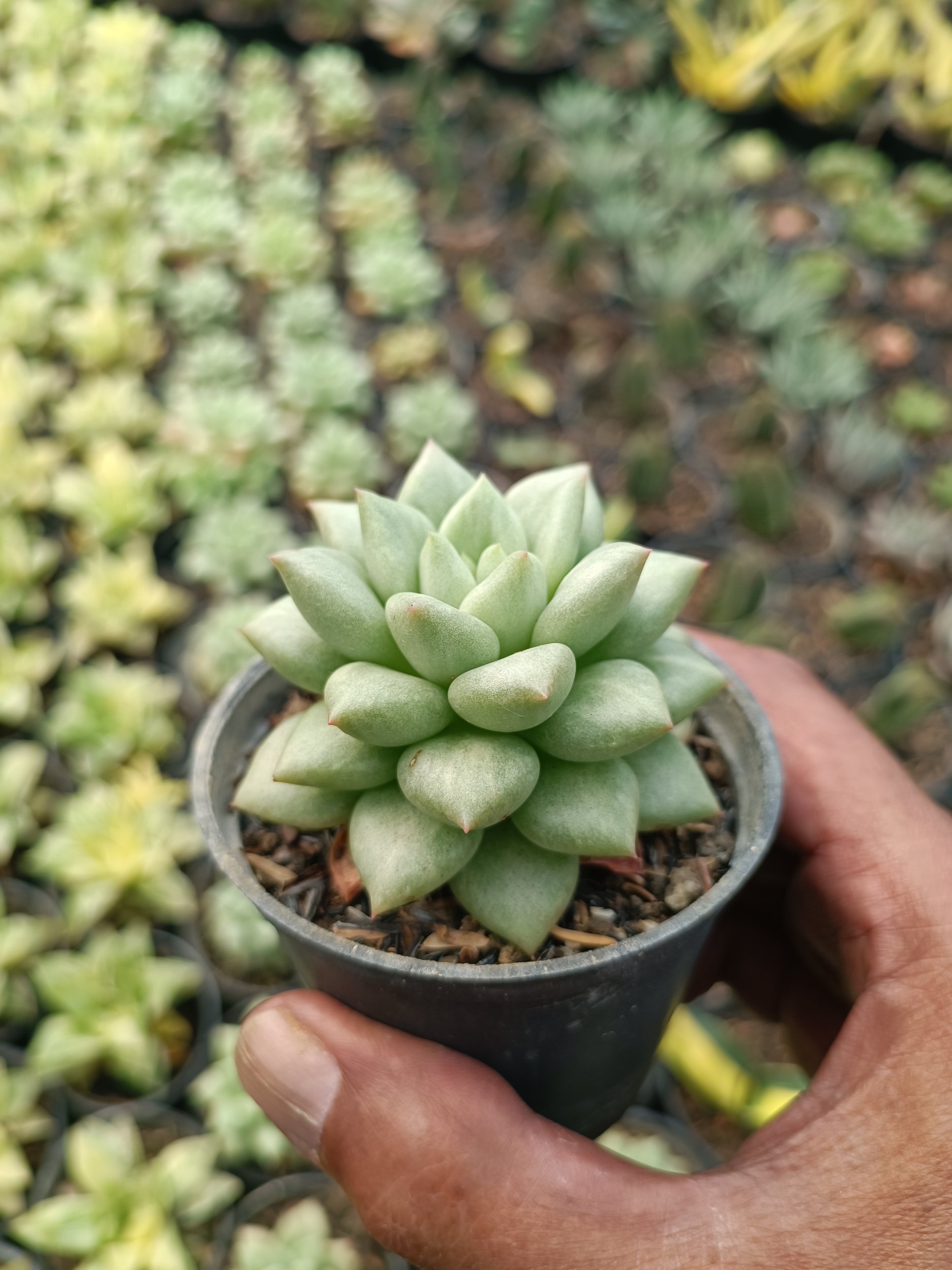 2120. Echeveria Van Keppel - Image 6