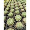 1599. Echeveria Zaragozae 30pcs
