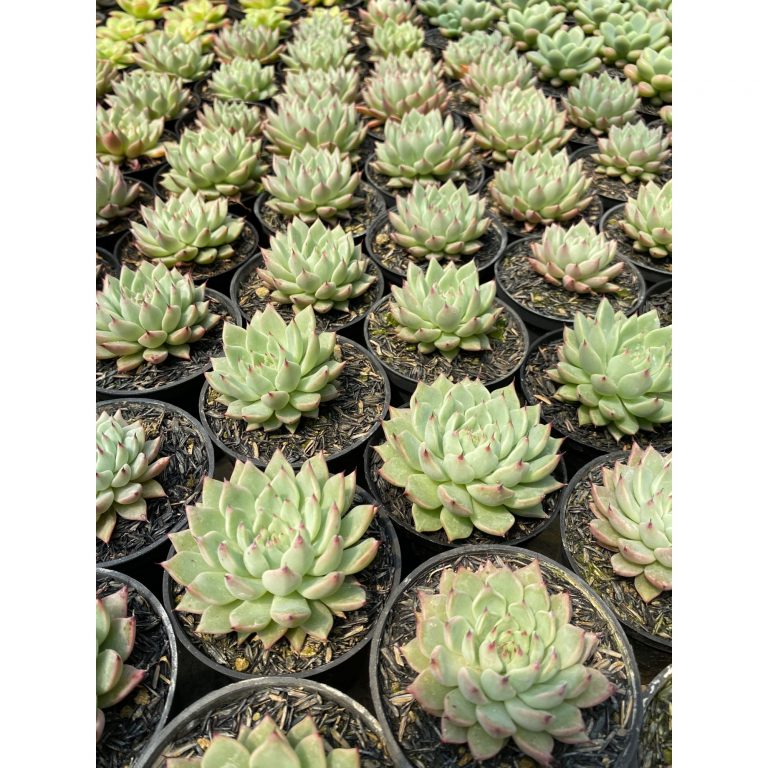 1599. Echeveria Zaragozae 30pcs
