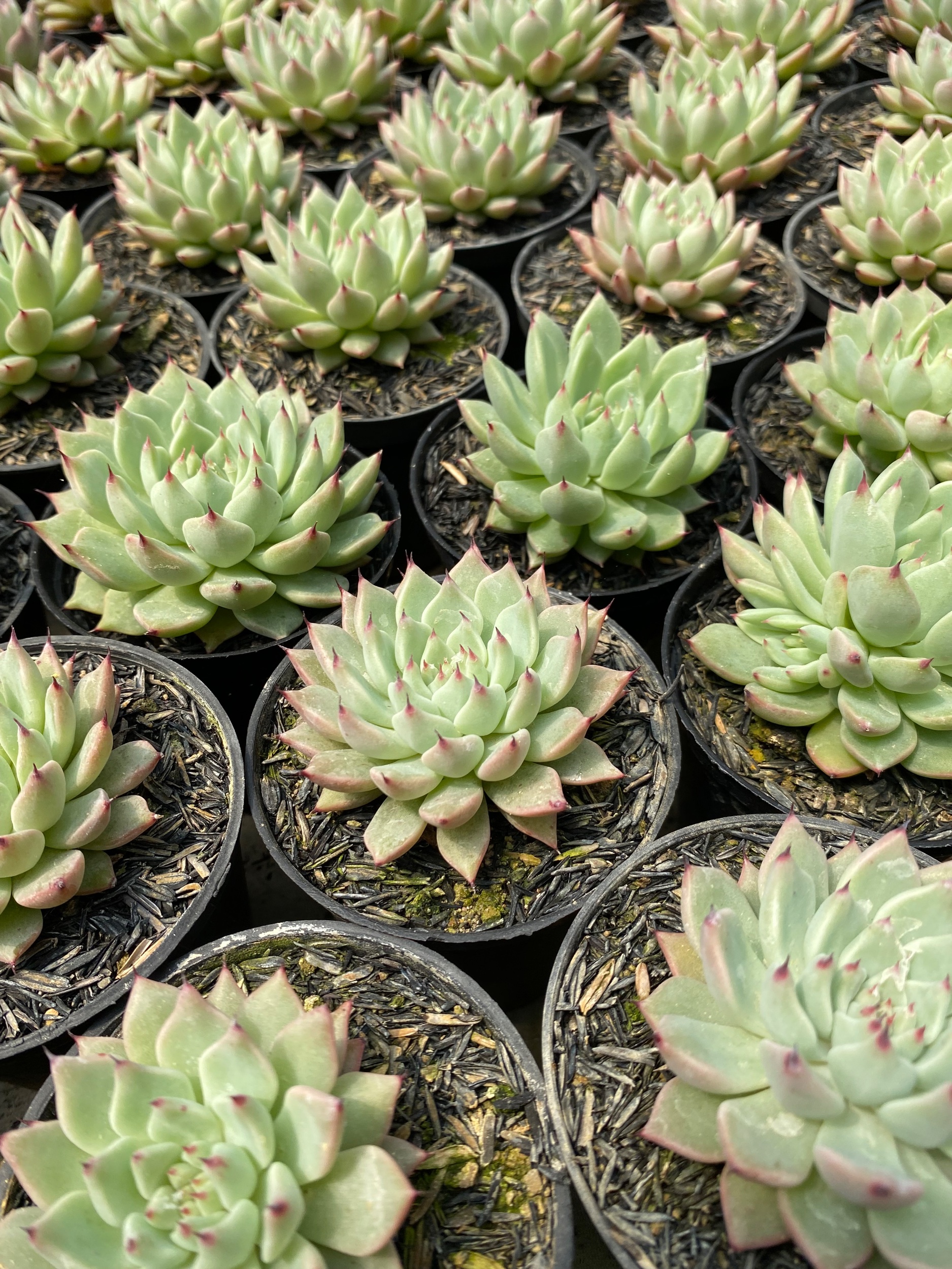 1599. Echeveria Zaragozae 30pcs - Image 2