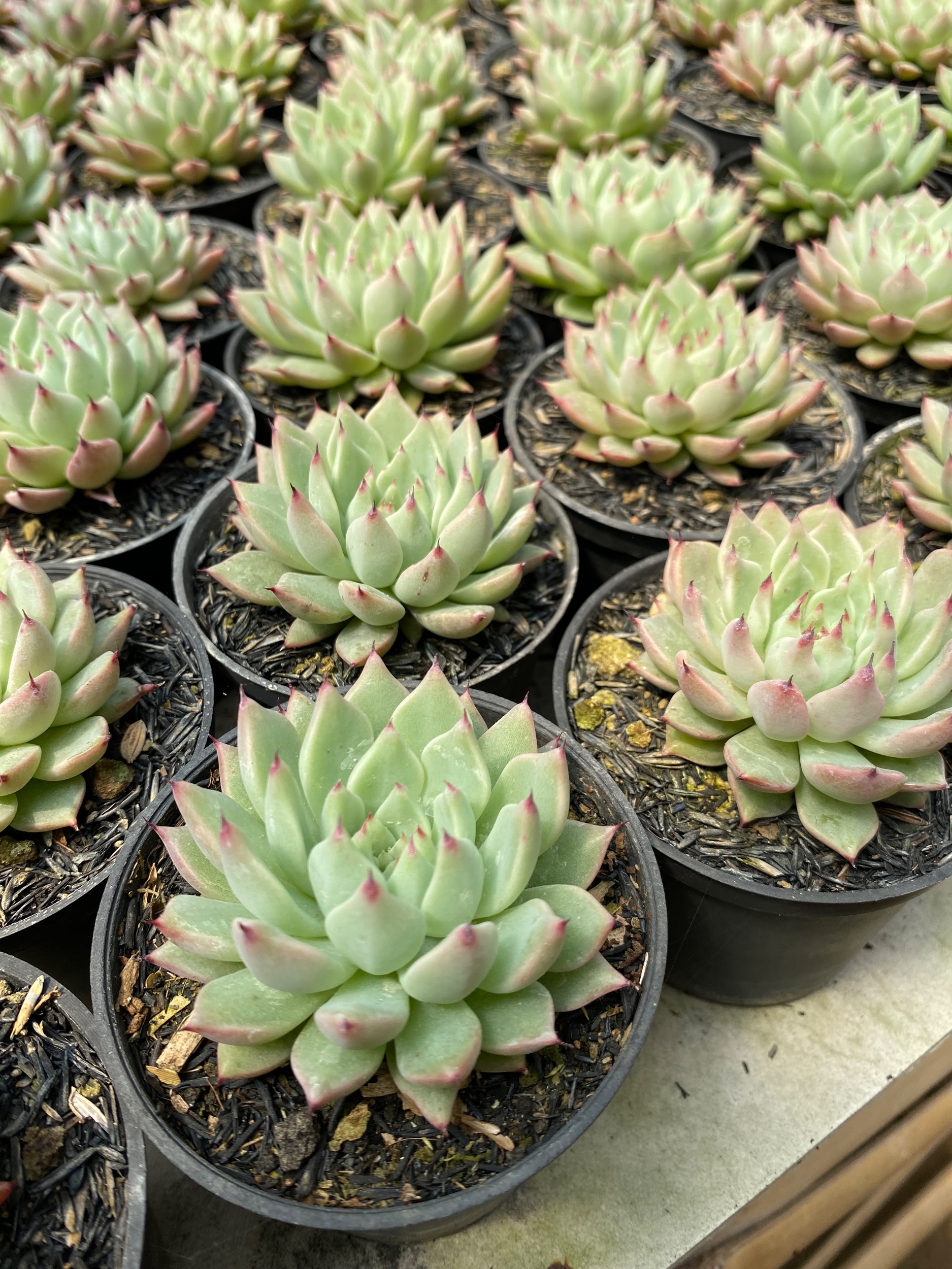 1599. Echeveria Zaragozae 30pcs - Image 3