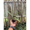 1625. Encyclia Naranjapatensis