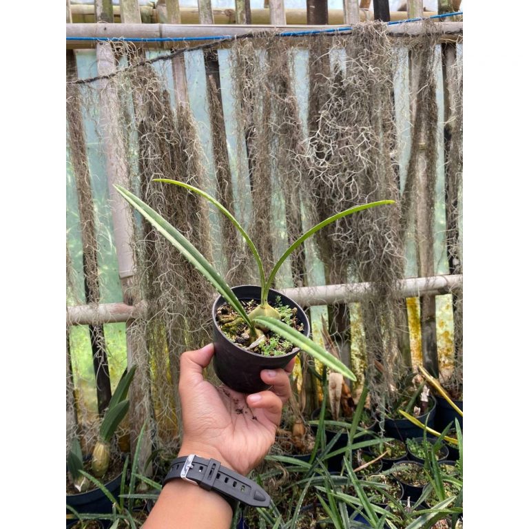 1625. Encyclia Naranjapatensis