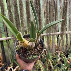 Alternative view of 1624. Eulophia Petersii