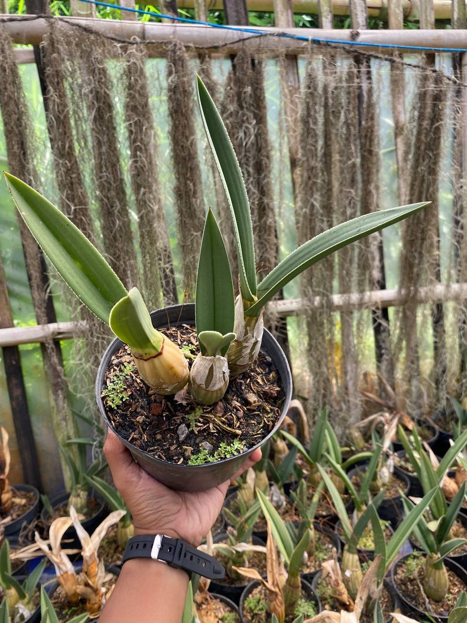 1624. Eulophia Petersii - Image 2