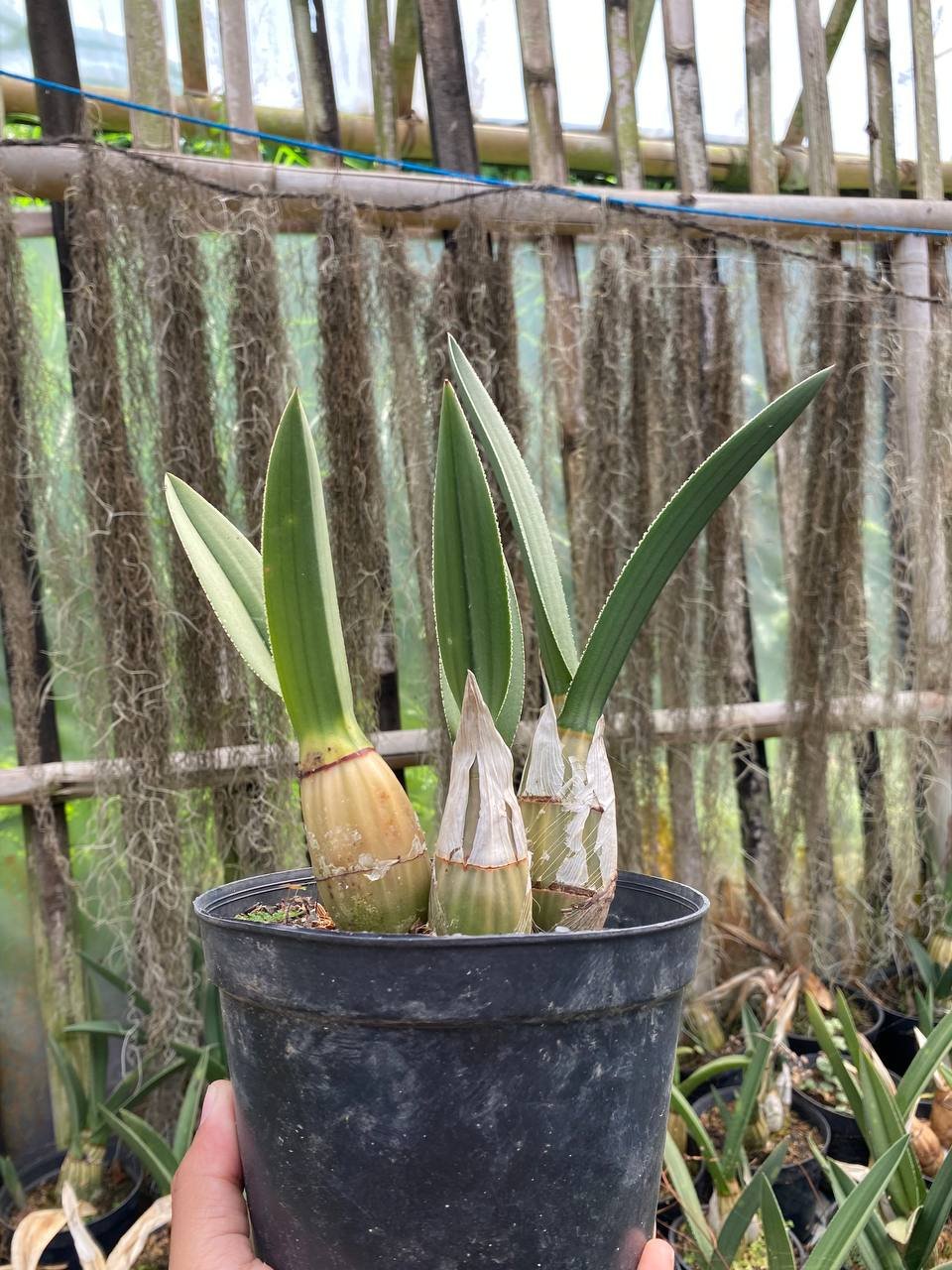 1624. Eulophia Petersii - Image 3