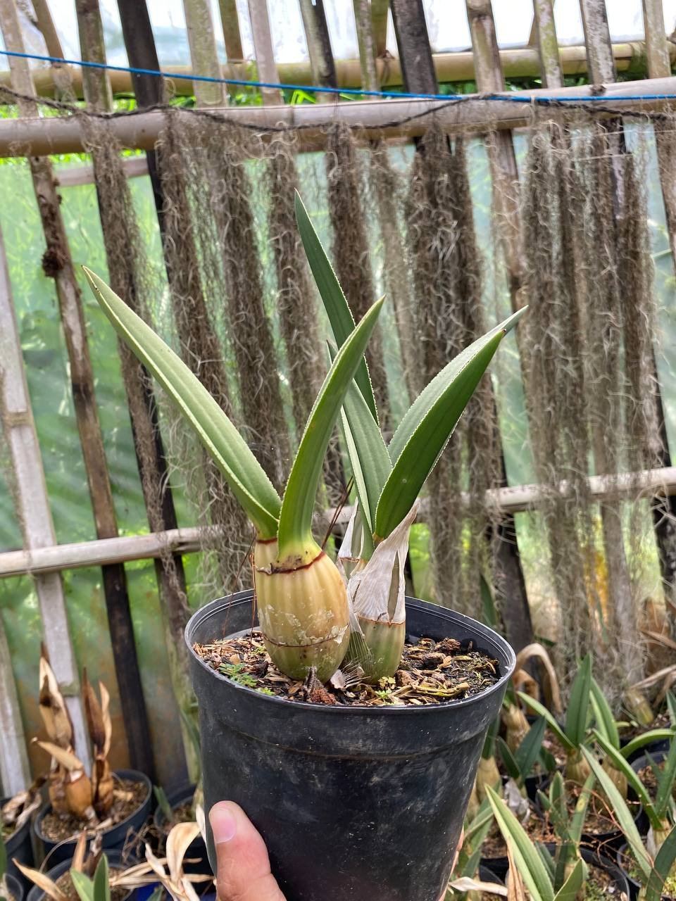 1624. Eulophia Petersii - Image 4
