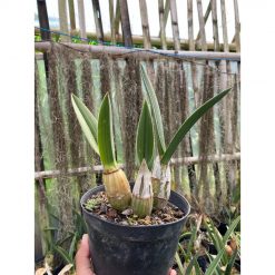 1624. Eulophia Petersii
