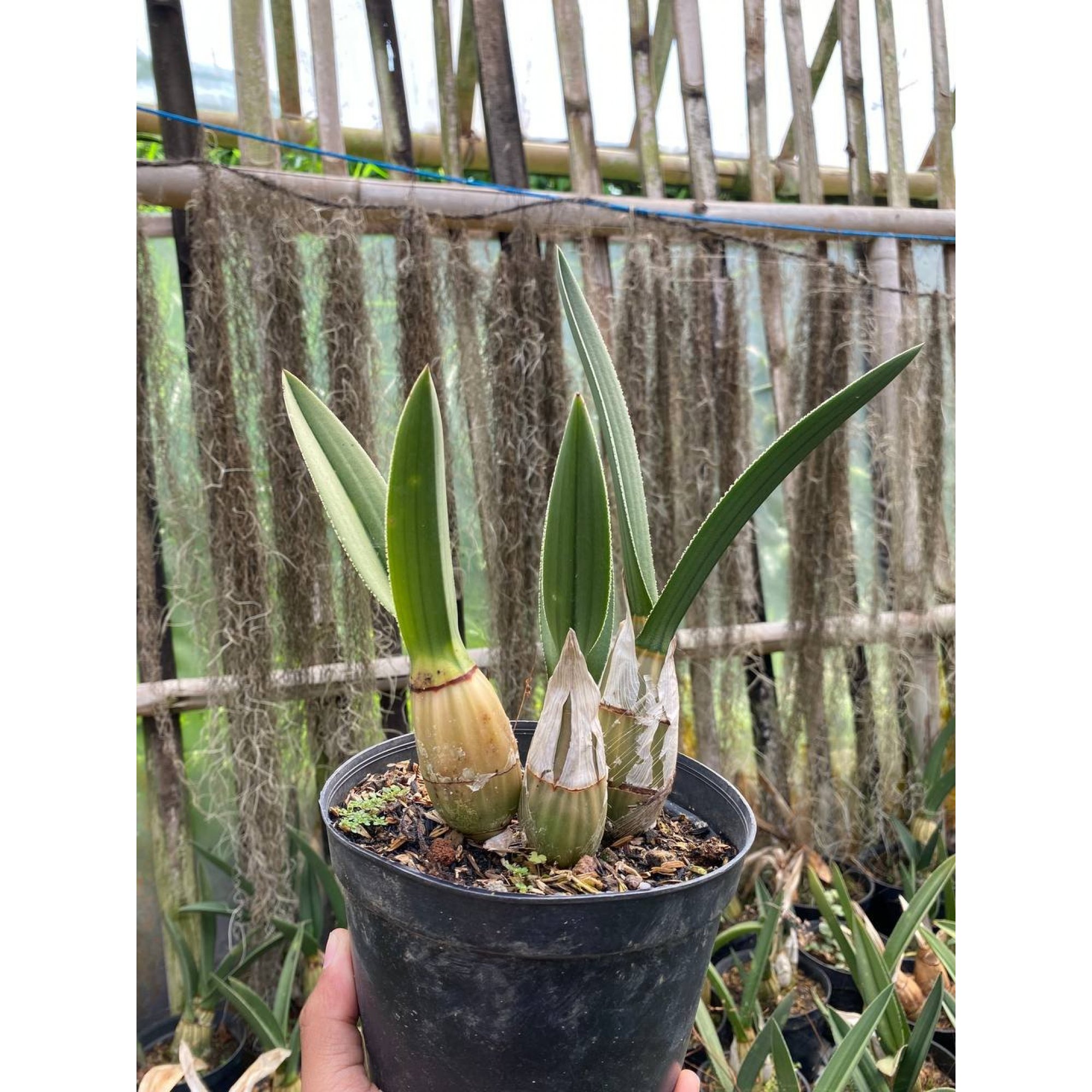 1624. Eulophia Petersii