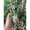 2136. Eulophia Petersii size 15 cm