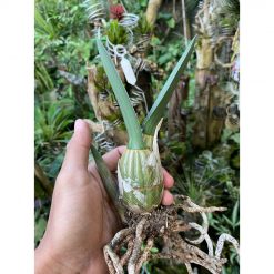 2136. Eulophia Petersii size 15 cm