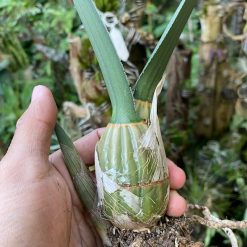 Alternative view of 2136. Eulophia Petersii size 15 cm
