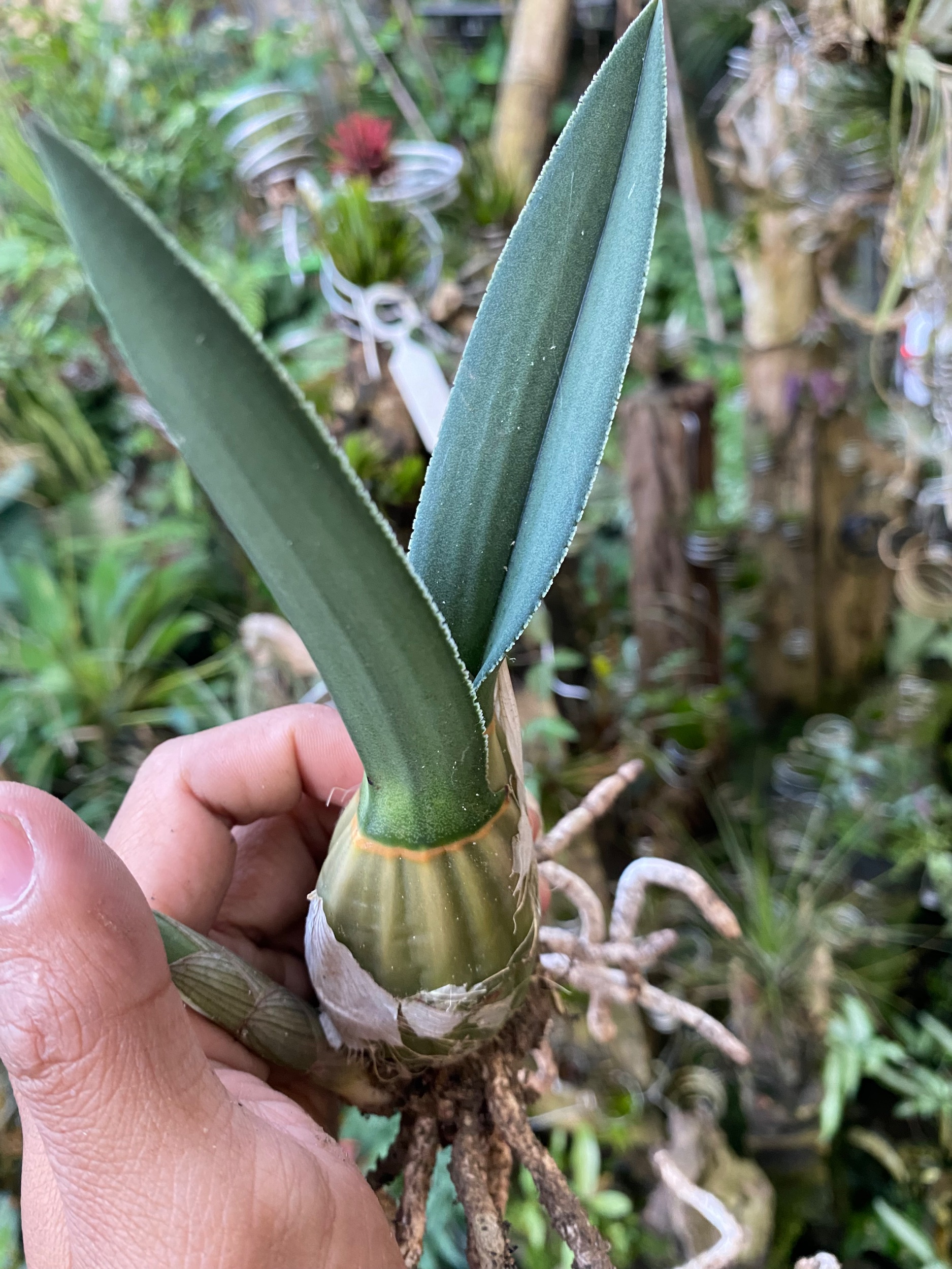 2136. Eulophia Petersii size 15 cm - Image 3