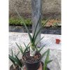 1998. Eulophia Petersii Size 25 Cm