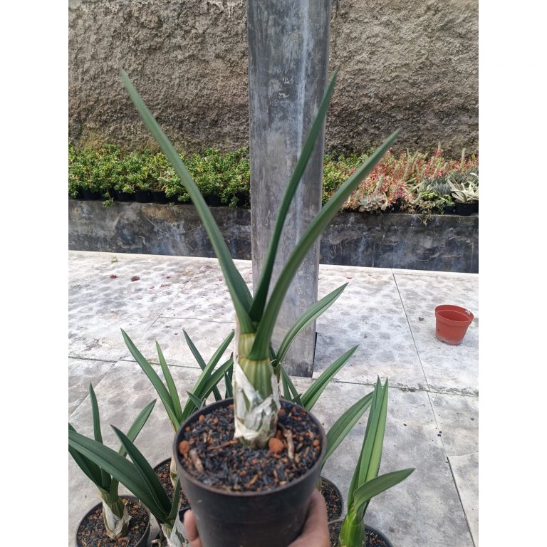 1998. Eulophia Petersii Size 25 Cm