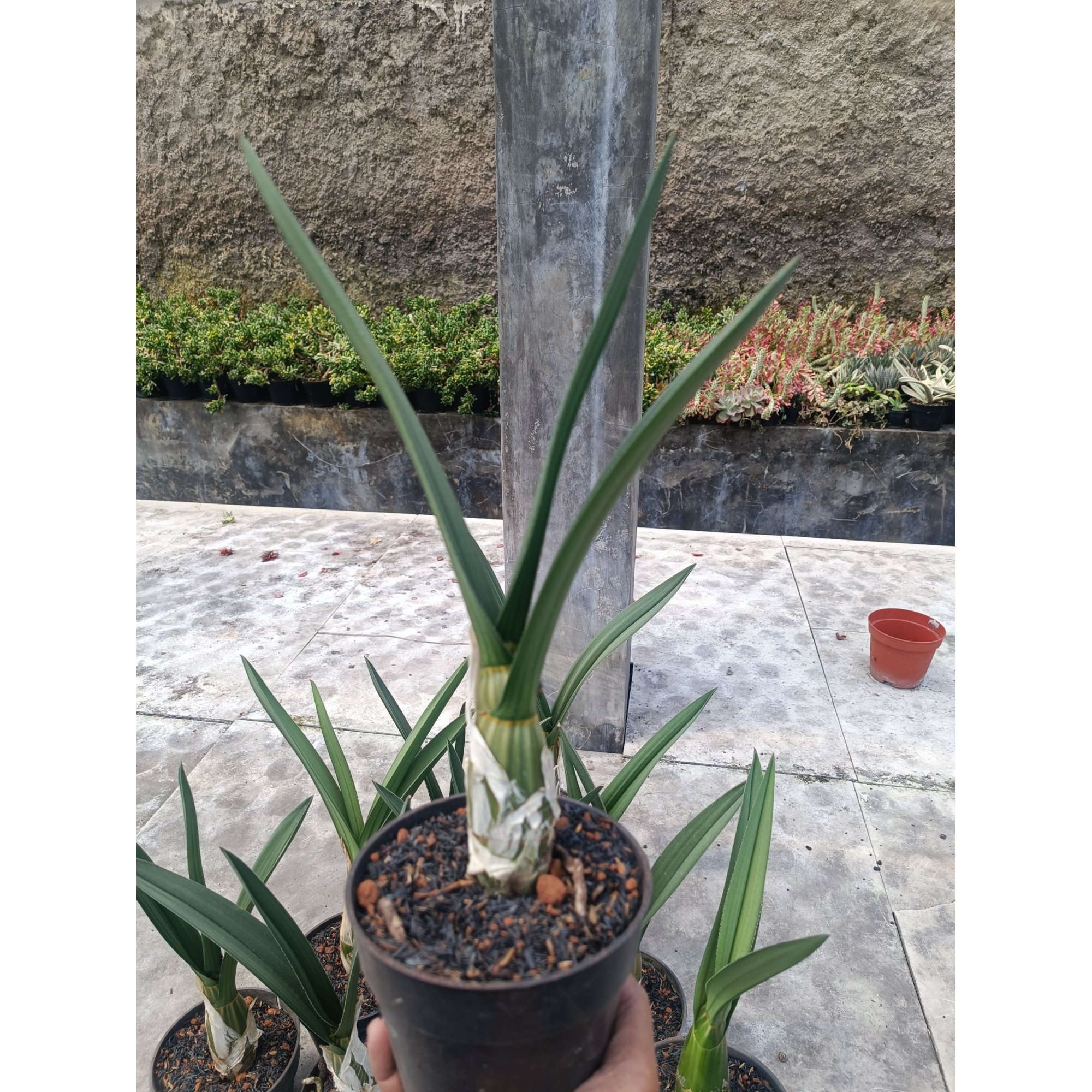 1998. Eulophia Petersii Size 25 Cm