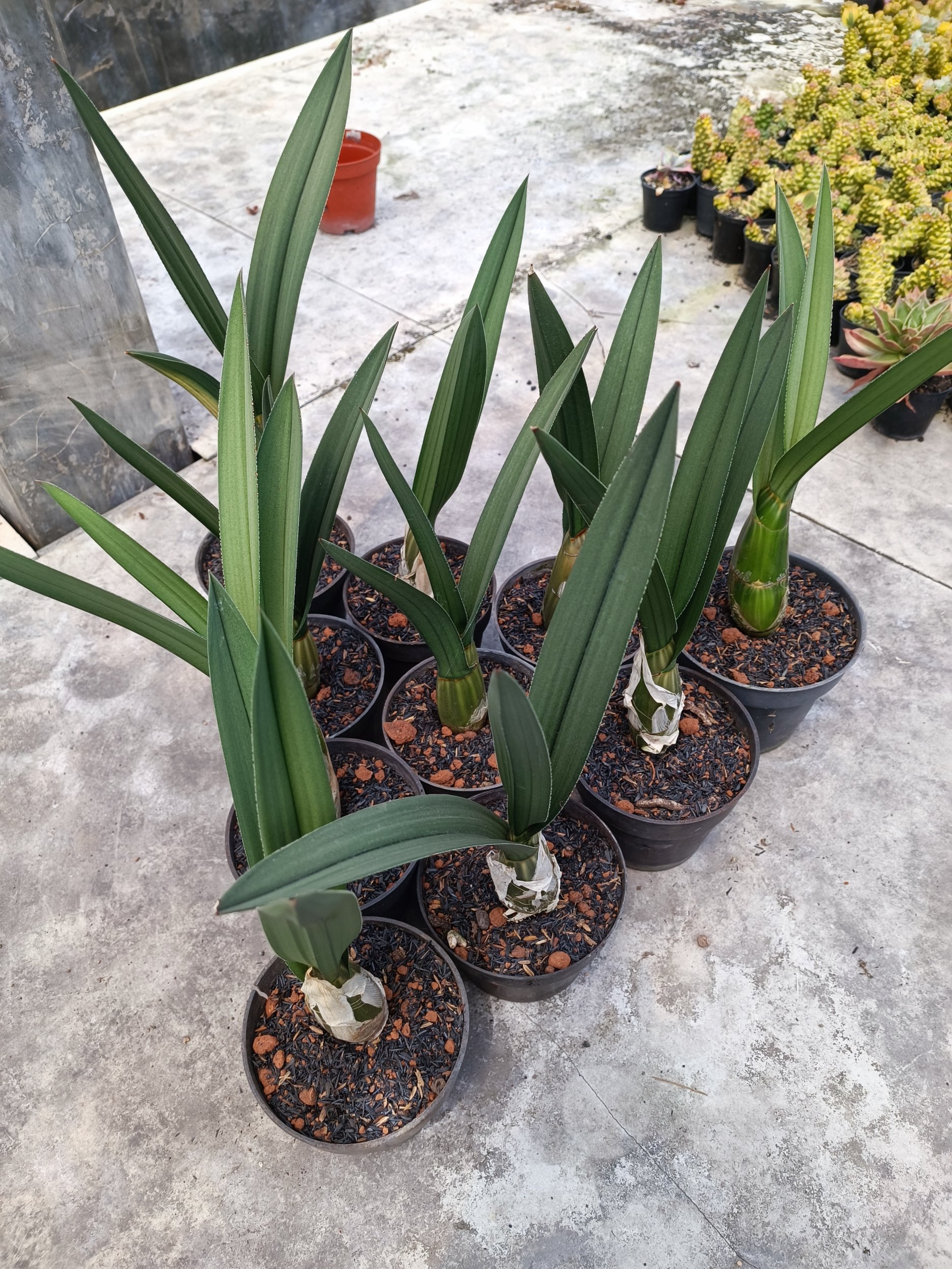 1999. Eulophia Petersii Size 25 Cm - Image 2