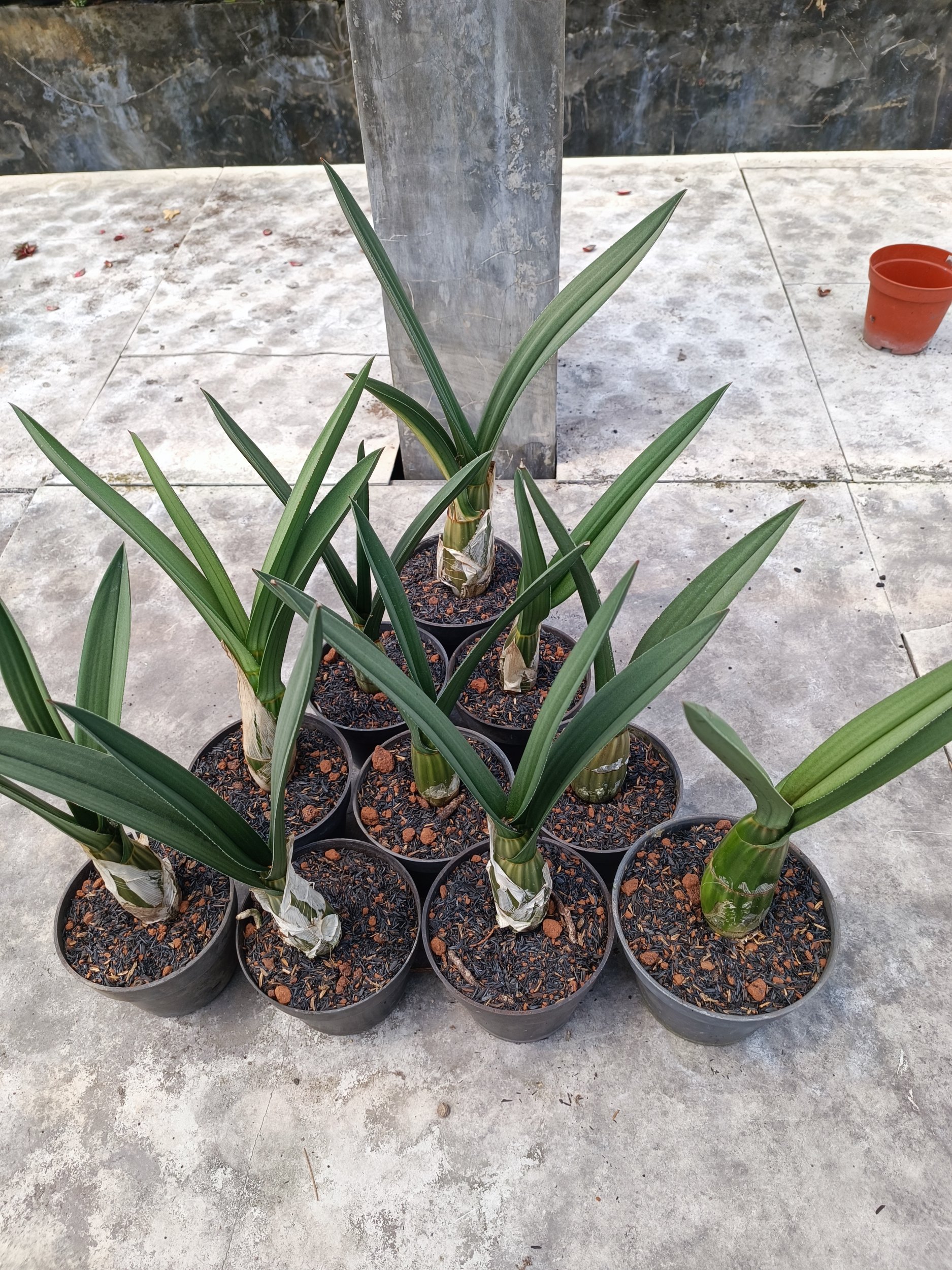 1999. Eulophia Petersii Size 25 Cm - Image 3