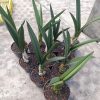 1999. Eulophia Petersii Size 25 Cm