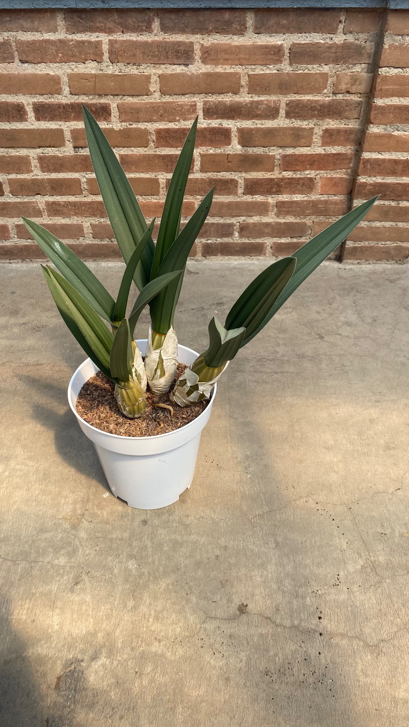 2077. Eulophia Petersii size 50 cm - Image 2