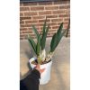 2077. Eulophia Petersii size 50 cm