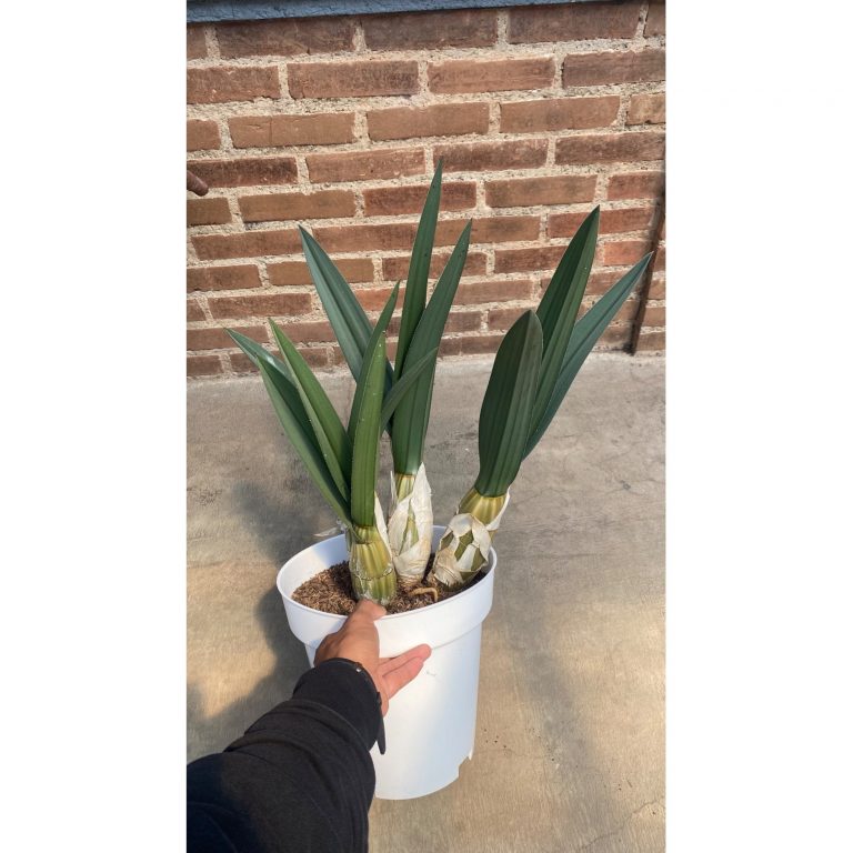 2077. Eulophia Petersii size 50 cm