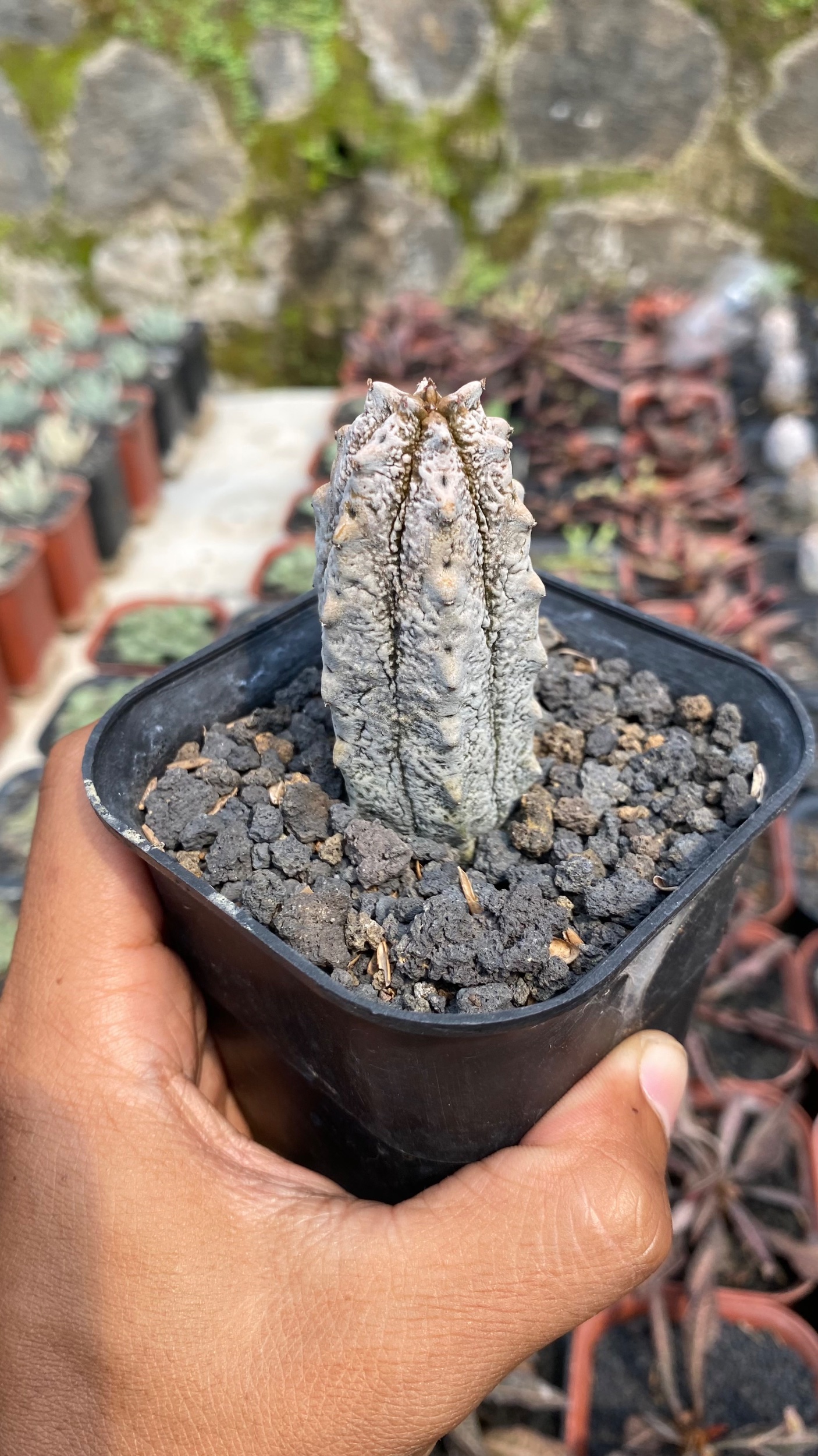 1789. Euphorbia Abdelcuri - Image 2