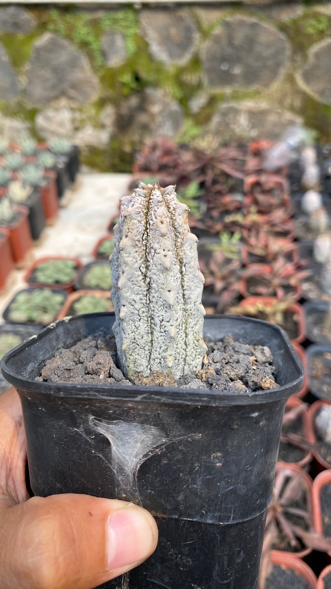 1789. Euphorbia Abdelcuri - Image 3