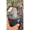 1789. Euphorbia Abdelcuri