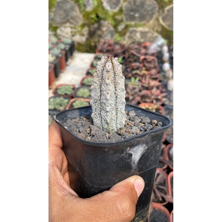 1789. Euphorbia Abdelcuri