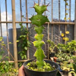 Alternative view of 1609. Euphorbia Ammak Green