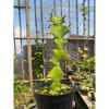 1609. Euphorbia Ammak Green