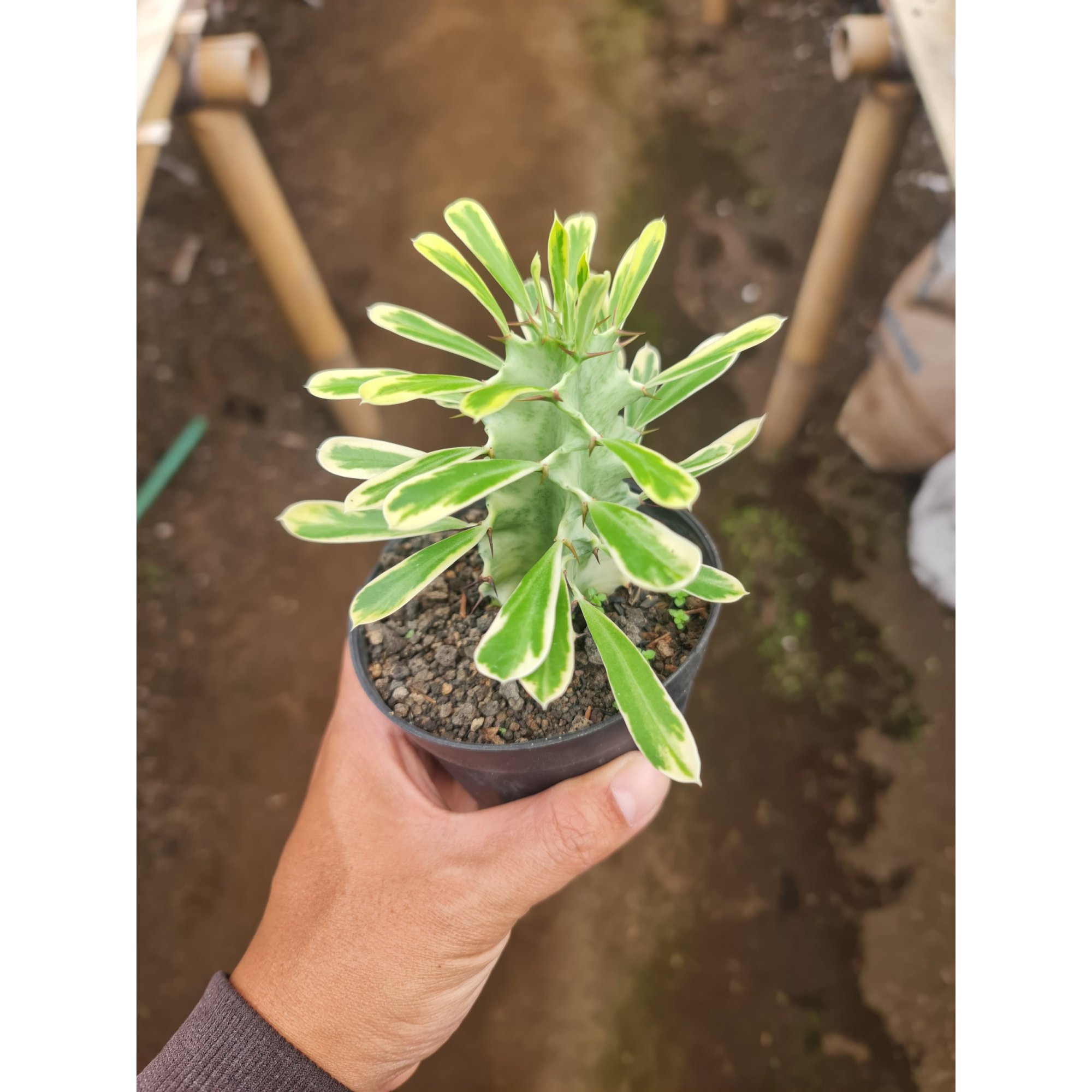 2067. Euphorbia Ammak Size 10cm