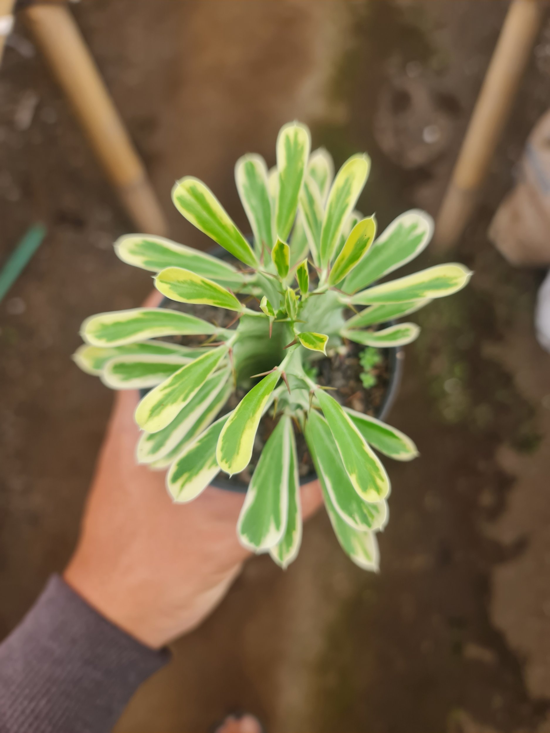 2067. Euphorbia Ammak Size 10cm - Image 2