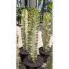 1997. Euphorbia Ammak Variegated