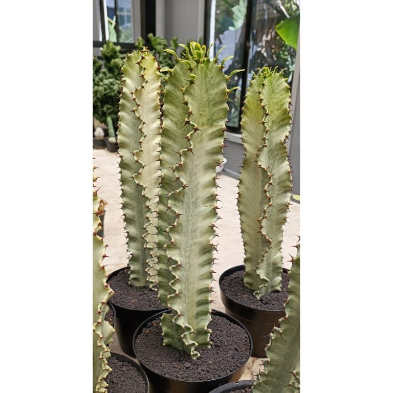 1997. Euphorbia Ammak Variegated